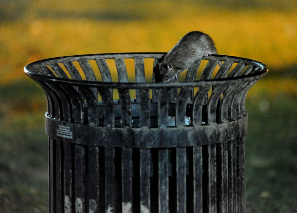 ANC 1E Calls on DC Health to Fix Rat Birth-Control Pilot, Strengthen Long-Term Fight Against Rats